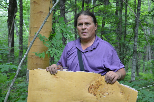 Harvesting Birch Bark - The Folk School Fairbanks