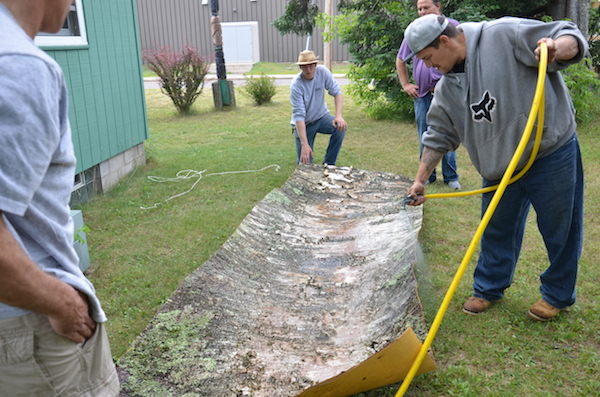 Harvest season at MOYA- How we harvest birch bark - MOYA Birch Bark