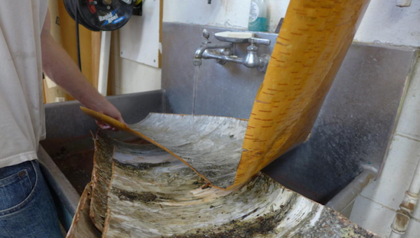 Washing sheets of birchbark in wood shop sink