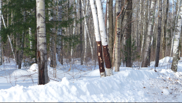 Harvesting Birch Bark - Our beautiful inventory of Birch bark baskets –  Native Harvest Ojibwe Products, a subdivision of White Earth Land Recovery  Project