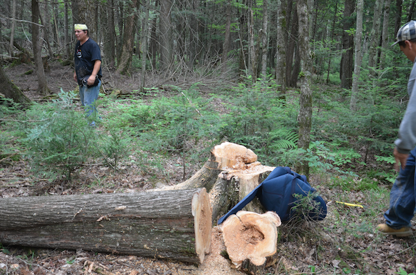 cedar felled and waiting for further processing