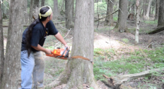 Felling a cedar tree with chainsaw