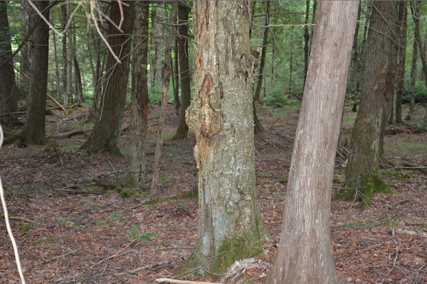 cedar swamp area in summer