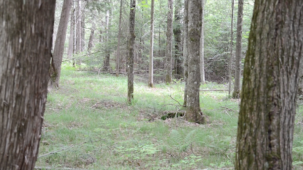 another view of cedar swamp land in summer dry period