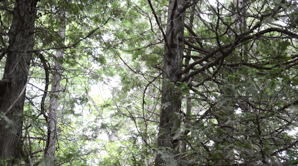 tops of cedar trees