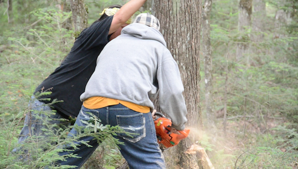 chainsawing the trunk after notching