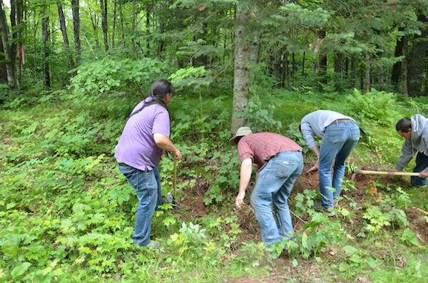 Various tools are used to dig out the roots