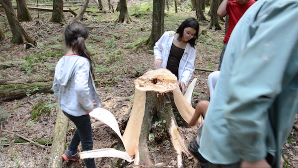 students examine bark on trunk