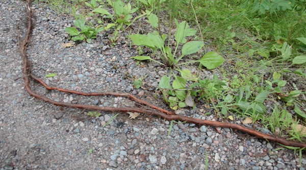 length of spruce root exposed