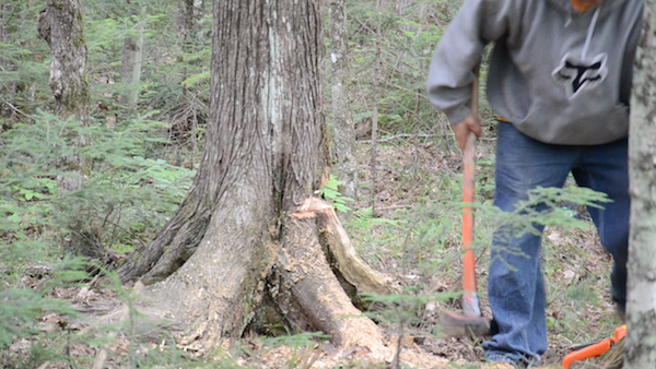 notching cedar trunk as preparation for felling