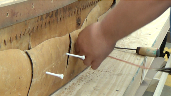 golf tee used to hold plies of bark together in preparation for sewing