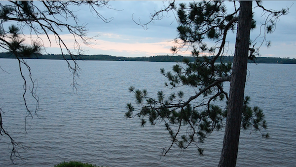 pine trees beside lake at sunset