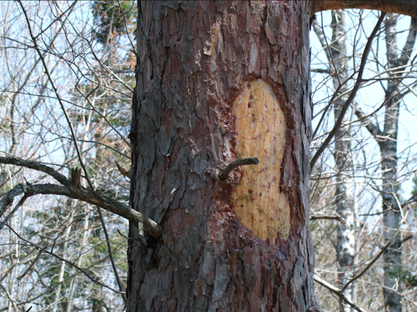 Gnawed area in bark of pine tree results in leaking sap