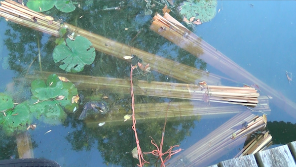 ribs soaking in lake with lillypads