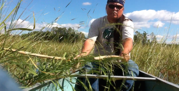 Wayne using canoe to catch harvested wild rice