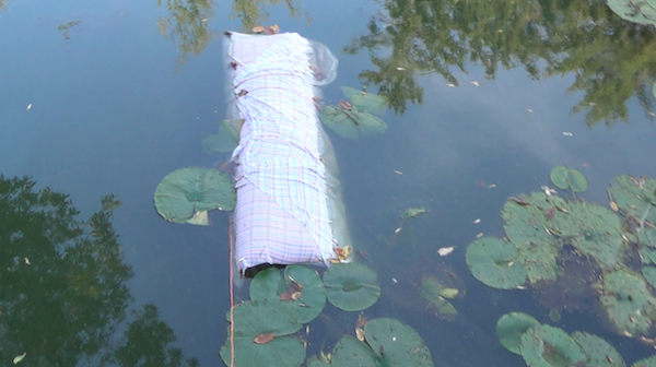 roll of birchbark floating in lake