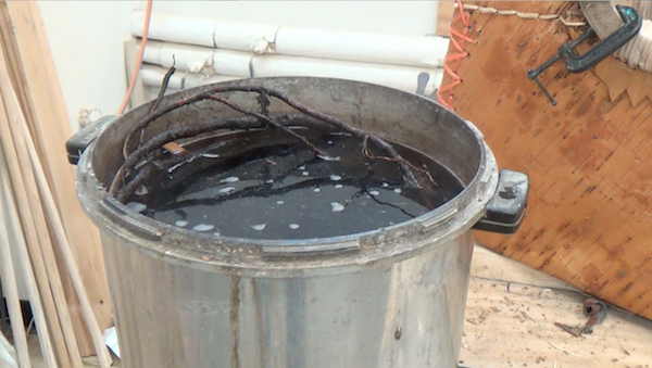 Roots in a pot of water heating to loosen outer skin