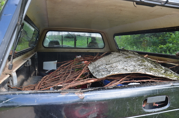 Roots and bark piled in back of pickup truck to bring back to shop