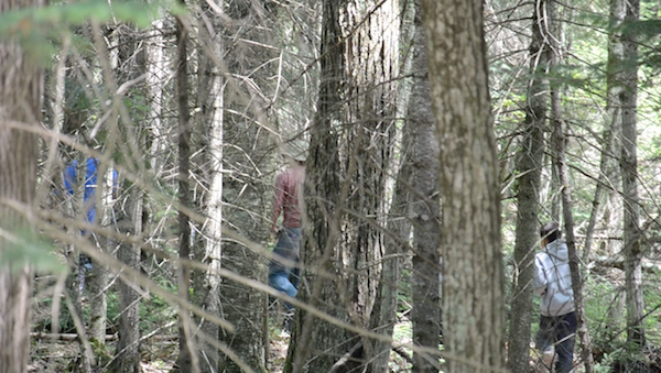 searching for cedar in the forest