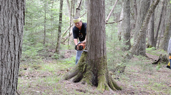 starting a cut with a chainsaw