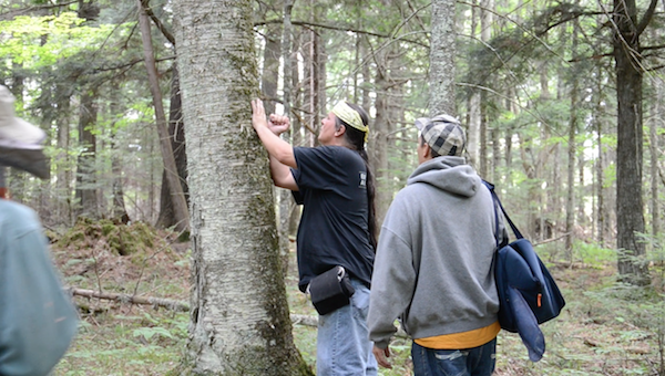 Harvest season at MOYA- How we harvest birch bark - MOYA Birch Bark