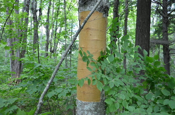 Harvest season at MOYA- How we harvest birch bark - MOYA Birch Bark