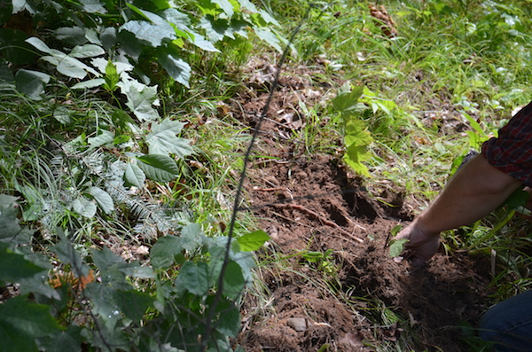 Roots are located in ground near surface close to trunk