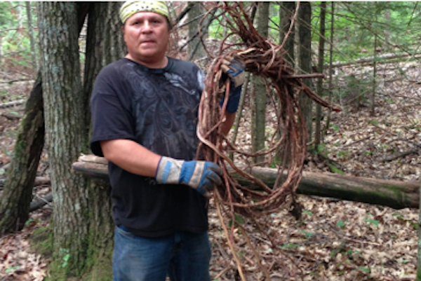 Wayne holding harvesting spruce roots